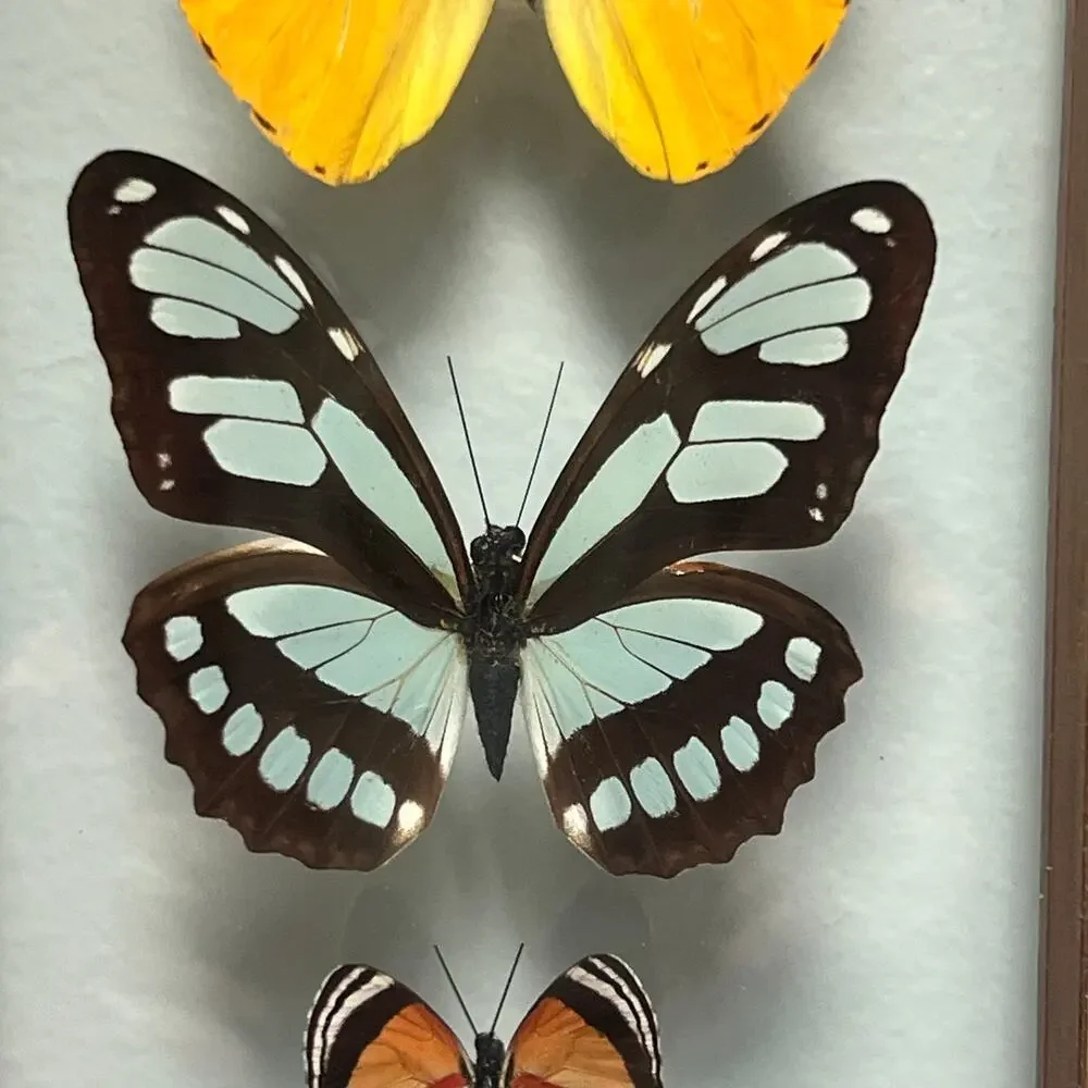 Vintage Real Butterfly Shadowbox Display Wood Frame Wall Art Taxidermy